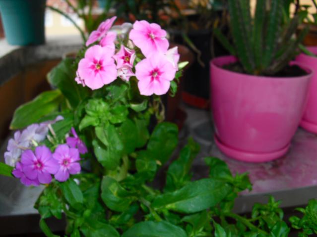 Name:  CIMG5051.jpg
Views: 1090
Size:  35.2 KB