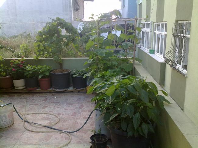 Name:  28062011520.jpg
Views: 724
Size:  50.7 KB