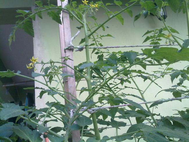 Name:  22062011497.jpg
Views: 708
Size:  62.7 KB