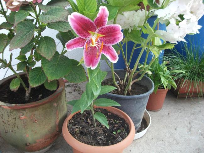 Name:  lily01.jpg
Views: 1009
Size:  64.9 KB