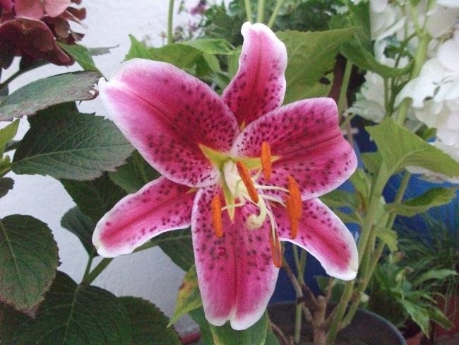 Name:  lily.jpg
Views: 946
Size:  53.8 KB