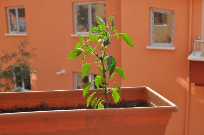 Name:  DSC_0001.jpg
Views: 1260
Size:  28.6 KB
