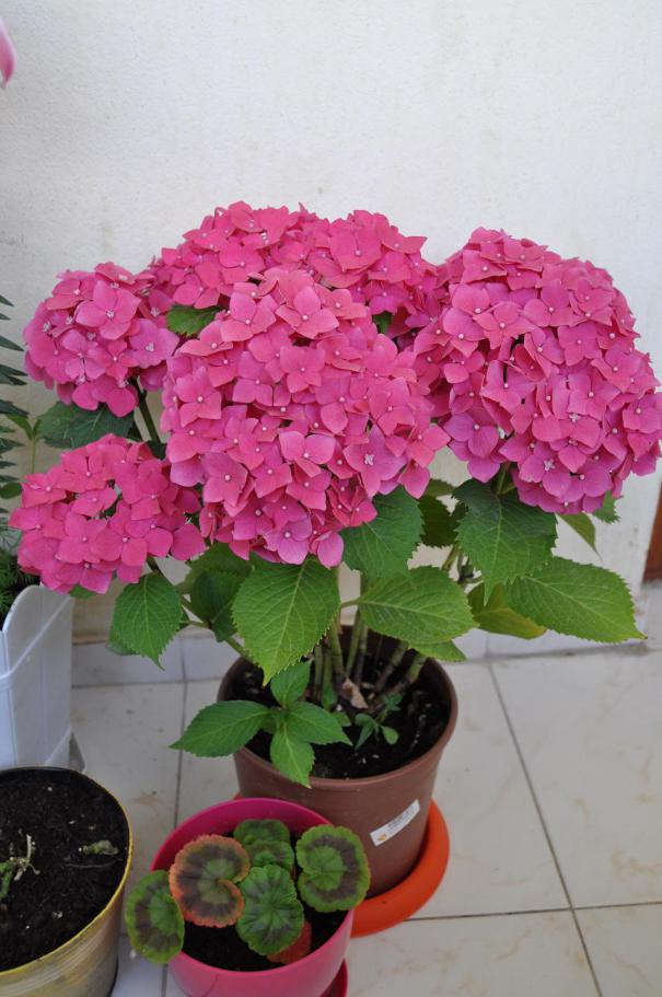 Name:  DSC_0011.jpg
Views: 1515
Size:  71.4 KB