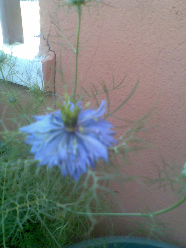 Name:  Grnt001.jpg
Views: 1269
Size:  55.5 KB