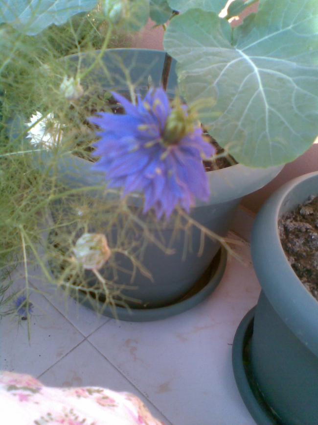 Name:  Grnt015.jpg
Views: 1523
Size:  55.5 KB