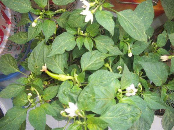 Name:  bereketlibiber.jpg
Views: 836
Size:  50.5 KB
