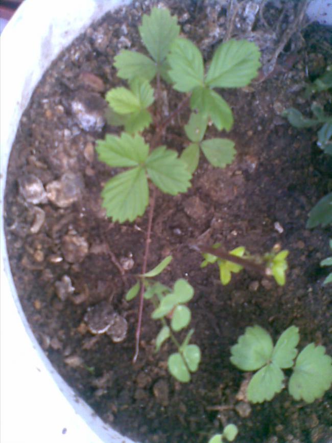 Name:  ileklerin son hali.jpg
Views: 2174
Size:  62.5 KB