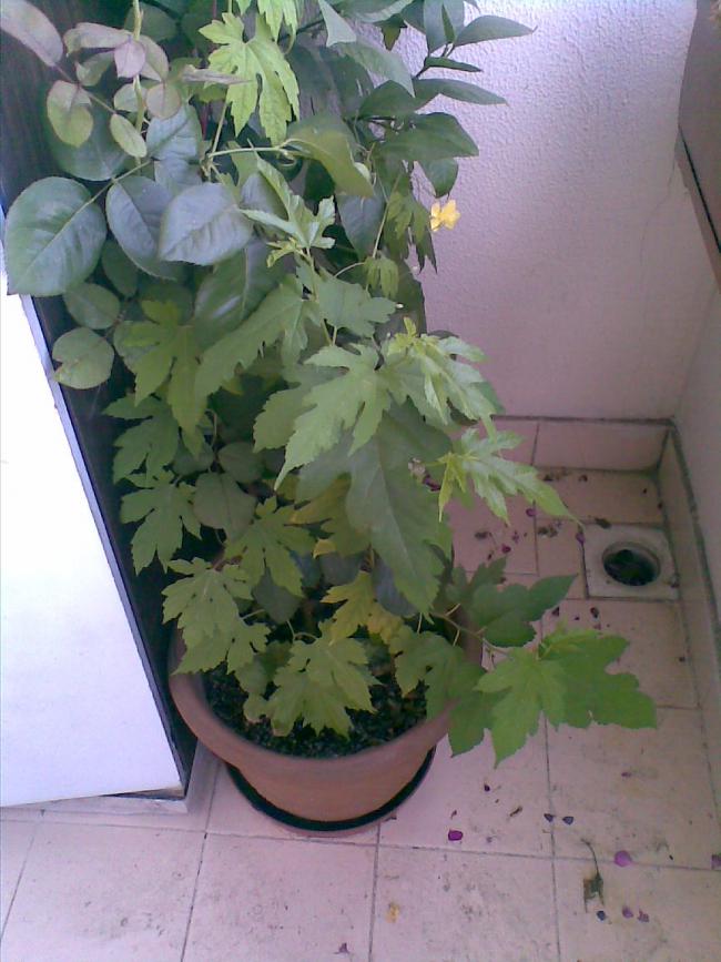 Name:  Dut gl ve kudret nar.jpg
Views: 3522
Size:  69.9 KB