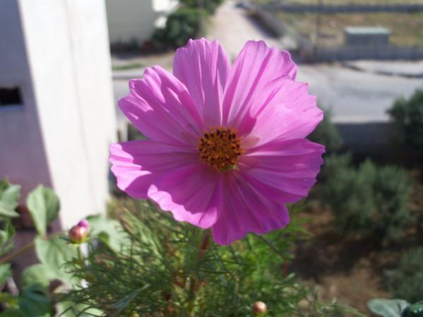 Name:  100_0963.jpg
Views: 912
Size:  31.0 KB