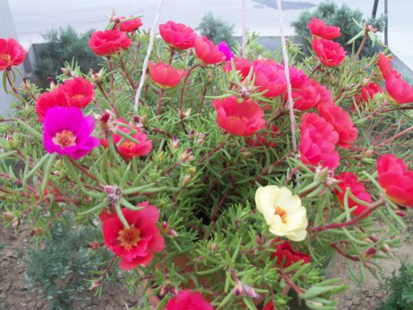 Name:  100_0943.jpg
Views: 909
Size:  58.3 KB