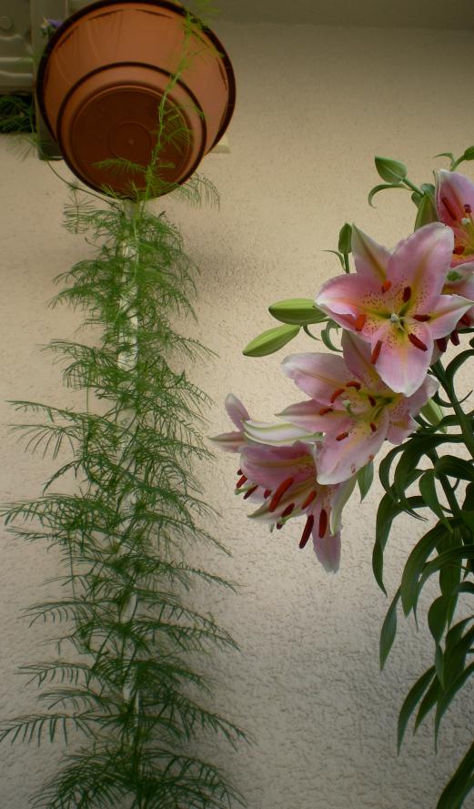 Name:  SANY0247.jpg
Views: 875
Size:  74.8 KB
