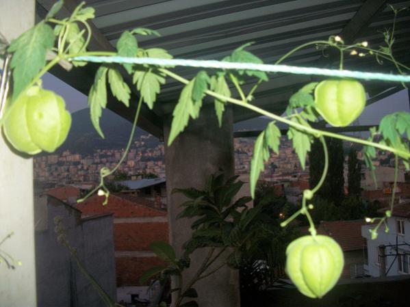 Name:  j.feneri.jpg
Views: 2151
Size:  40.1 KB