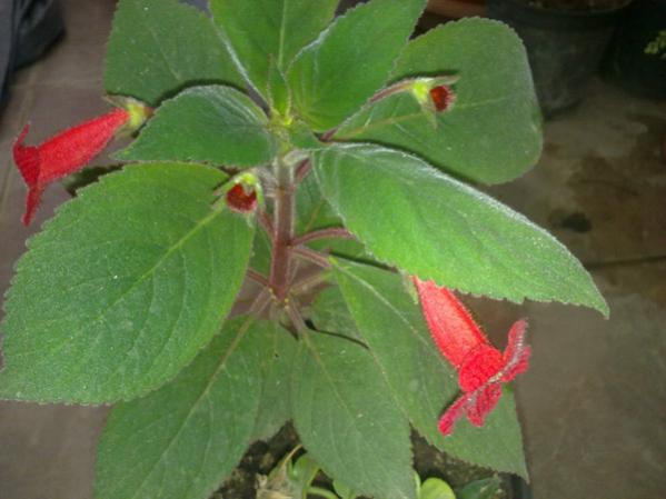Name:  Adsz 7a.jpg
Views: 13045
Size:  33.4 KB