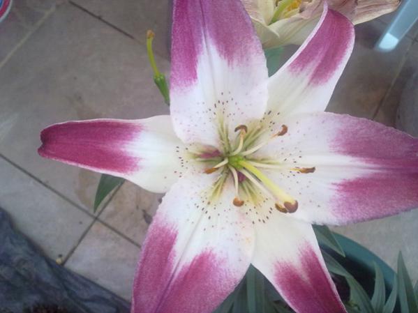 Name:  Alacal Zambak 2.jpg
Views: 10241
Size:  31.4 KB
