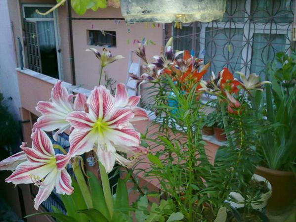 Name:  Amarilisler.jpg
Views: 10236
Size:  51.1 KB