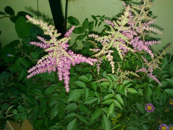 Name:  Astilbe.jpg
Views: 10483
Size:  54.3 KB