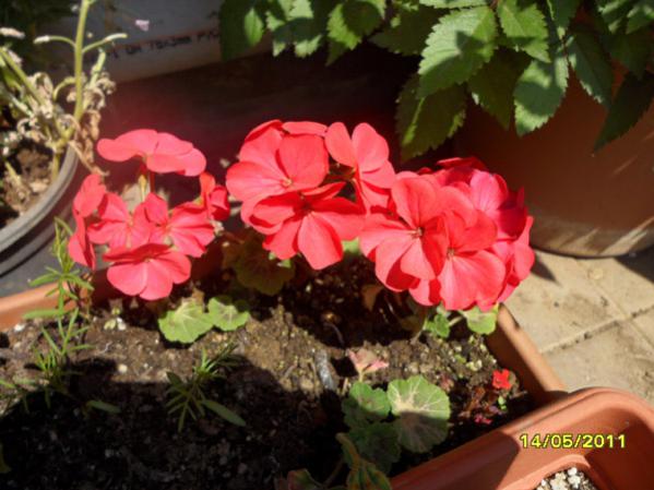 Name:  Begonya Krmz.jpg
Views: 10091
Size:  44.1 KB