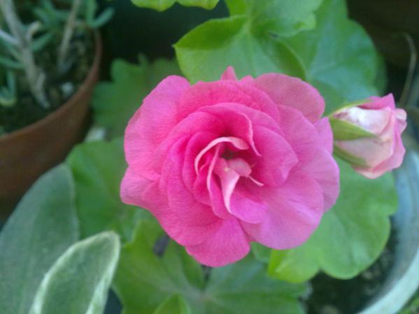 Name:  Begonya Pembe 1.jpg
Views: 10837
Size:  27.2 KB