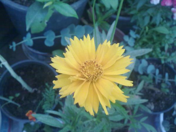 Name:  Bodrum Papatyas 2.jpg
Views: 10001
Size:  31.3 KB