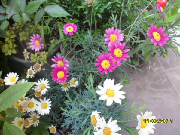 Name:  Bodrum v zmir Papatyas.jpg
Views: 11140
Size:  52.9 KB