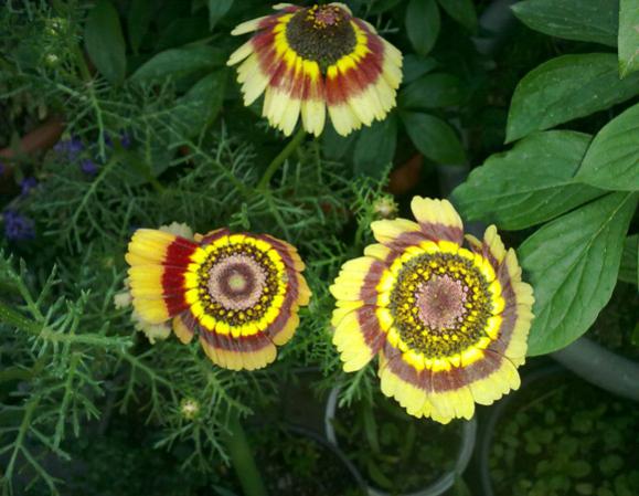 Name:  ingene Etei 2.jpg
Views: 11101
Size:  45.5 KB