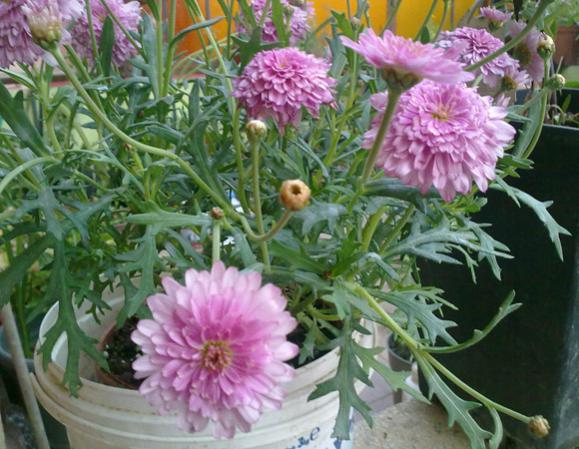 Name:  Dahlia 1.jpg
Views: 10512
Size:  54.7 KB