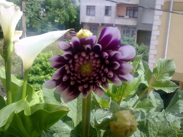 Name:  Dahlia ve Galla.jpg
Views: 10264
Size:  43.1 KB