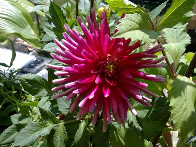 Name:  Dahlia Yldz.jpg
Views: 10268
Size:  65.0 KB