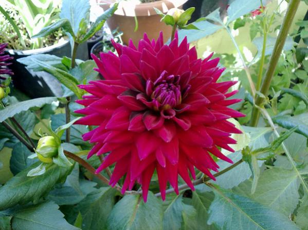 Name:  Yldz Dahlia.jpg
Views: 10009
Size:  51.0 KB