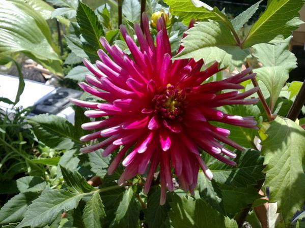 Name:  Yldz Dahlia1.jpg
Views: 9980
Size:  57.1 KB
