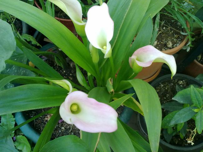 Name:  Gala Pembe.jpg
Views: 9885
Size:  48.1 KB