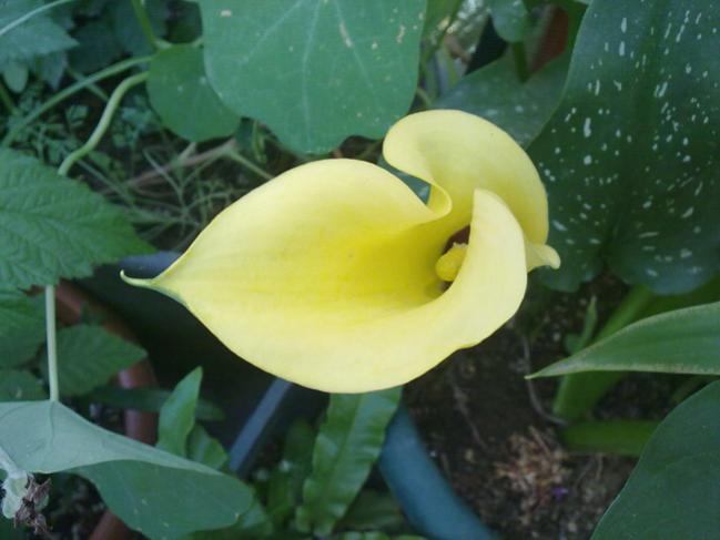 Name:  Gala sar.jpg
Views: 9664
Size:  33.4 KB