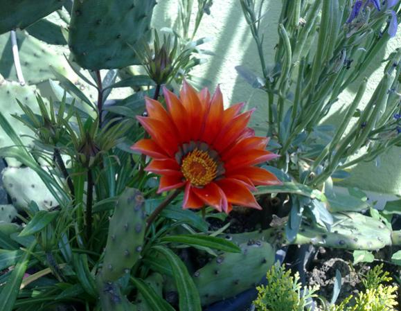 Name:  Gazanya 1.jpg
Views: 9865
Size:  54.1 KB