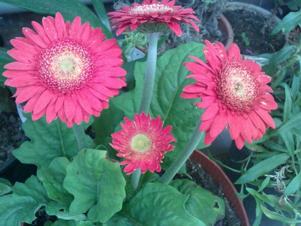 Name:  Gerbera 2.jpg
Views: 11031
Size:  49.5 KB