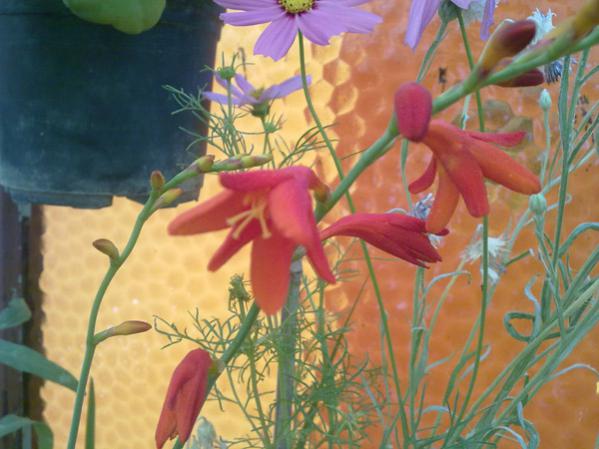Name:  Gladiolus segetum.jpg
Views: 9753
Size:  42.1 KB
