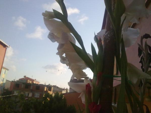 Name:  Glayr Beyaz.jpg
Views: 9657
Size:  24.9 KB