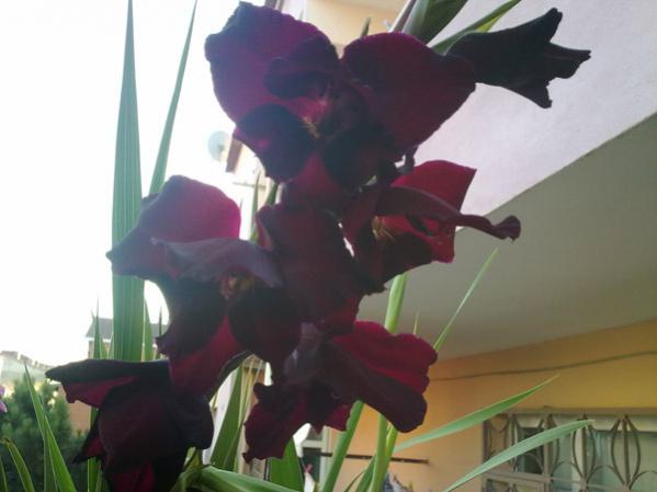 Name:  Glayr Fuya 2.jpg
Views: 9662
Size:  26.9 KB