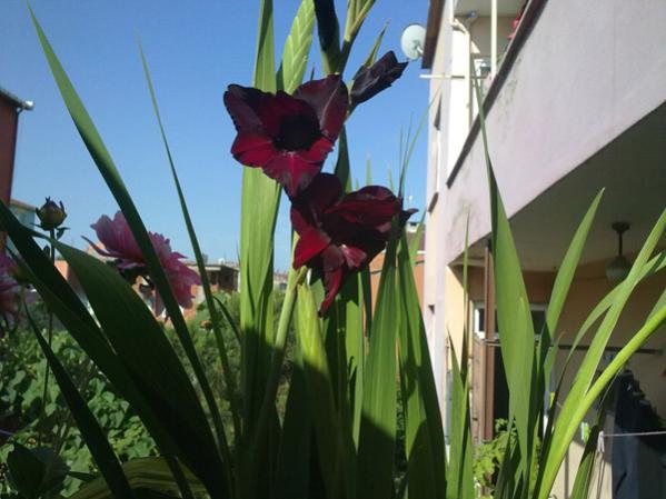 Name:  Glayr Fuya.jpg
Views: 9646
Size:  40.1 KB