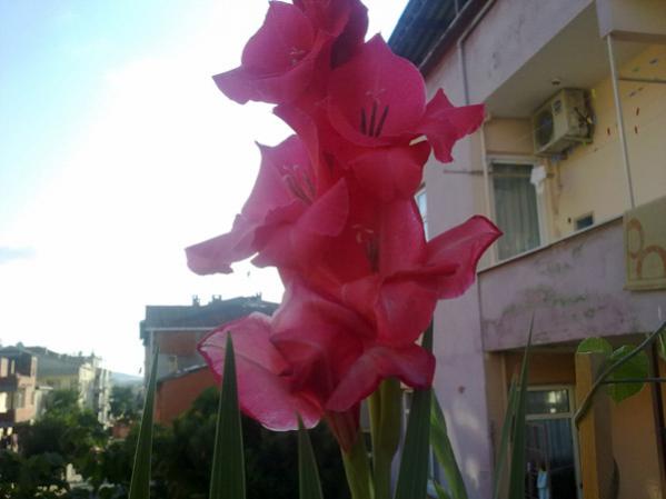 Name:  Glayr Koyupembe.jpg
Views: 9789
Size:  26.4 KB