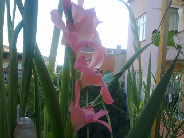 Name:  Glayr Pembe.jpg
Views: 9716
Size:  35.3 KB