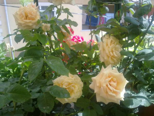 Name:  Gl Sar 1.jpg
Views: 9669
Size:  45.2 KB