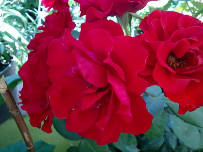 Name:  Krmz Gl 1.jpg
Views: 9712
Size:  37.6 KB