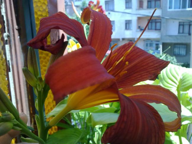 Name:  Gn gzeli(Hemerocallis).jpg
Views: 9732
Size:  45.2 KB