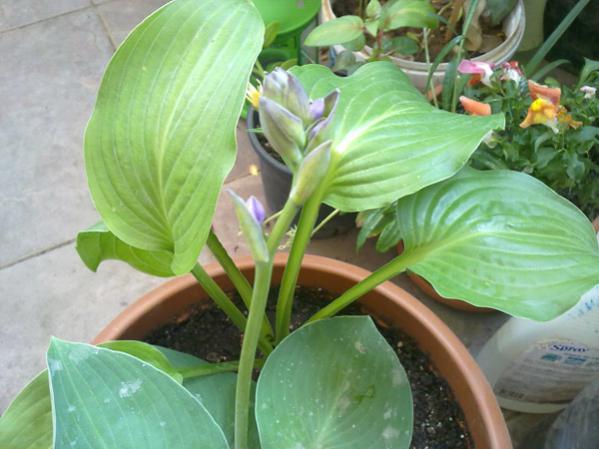 Name:  Hosta 2.jpg
Views: 9609
Size:  40.9 KB