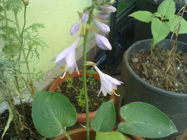 Name:  Hosta 3.jpg
Views: 9620
Size:  41.7 KB