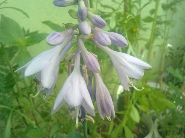 Name:  Hosta ventricosa 1.jpg
Views: 9788
Size:  32.4 KB