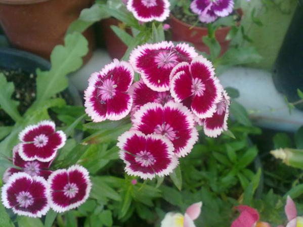 Name:  Hsnyusuf.jpg
Views: 9510
Size:  41.0 KB