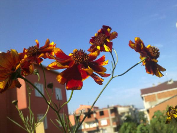 Name:  Kan iei Fuya.jpg
Views: 9697
Size:  33.8 KB