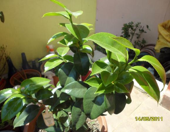 Name:  Kamelya 1.jpg
Views: 9972
Size:  38.5 KB