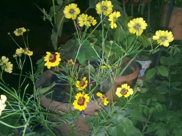Name:  Kan iekleri.jpg
Views: 10417
Size:  47.3 KB